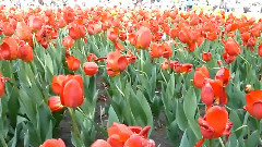 Giovanni Marradi,音乐短片 - What I Did