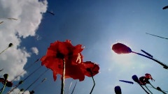 风景 - A Fascinating Journey 5