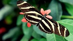 王甜 - 布依春早