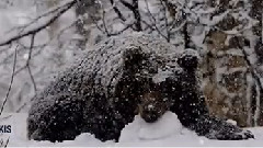 Stamatis Spanoudakis,音乐短片 - Winter Waltz