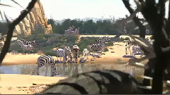 影视原声 - 电影<斑马总动员> 解密幕后配音