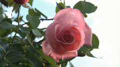 Bandari,音乐短片,轻音乐,风景 - Polestar