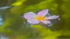 Giovanni Marradi,音乐短片 - Giovanni Marradi Dreams