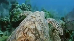 印度群星 - 蓝色