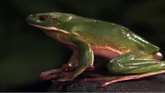 Giovanni Marradi,轻音乐 - Angels In Flight