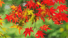 Autumn Leaves 秋叶