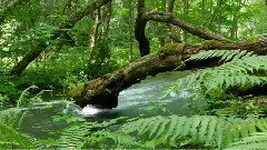 自然之声 雨林深处 班得瑞
