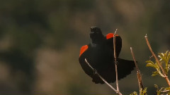 欢沁 (恋爱中的动物们)