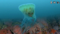 Dancing With The Stars