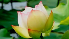 2015台北内湖白石湖景观:莲花 百合花 金针花争艳