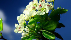 Spring Flowering Tree 2 k And 4 k