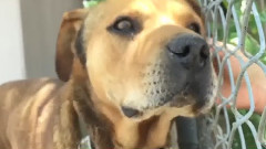 毛小孩重生记!美国善心男子断开狗狗长达10几年的炼狱生涯