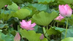 2015莲花季 Lotus Flower