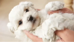 The Most Adorable Havanese Puppy