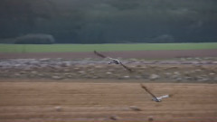 Grusgrus - Kranich-Utkiek