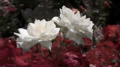 风流寡妇圆舞曲