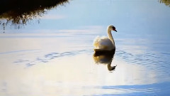 A小调华尔兹圆舞曲