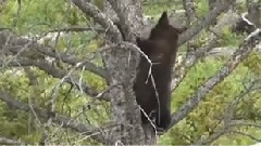 黑熊幼崽的旅程
