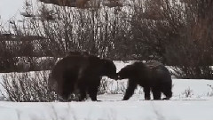 Grizzly Bear 610 Spring 2013