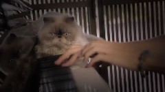 Studio MK27 Toblerone House Through The Cat's Eyes