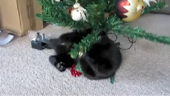 我们的猫,我们的圣诞树