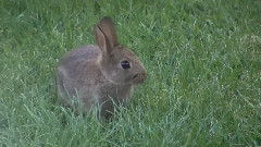 我们的小可爱 野生兔子