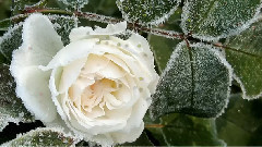 Meygrafs - White Roses(First Love)