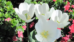 Giovanni Marradi,音乐短片 - Lysistrata