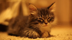 A Little Piece Of Happiness Zeiss Planar