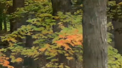 Autumn Colours and Relaxing Music