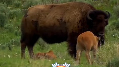 Resolution (Pure Mix)