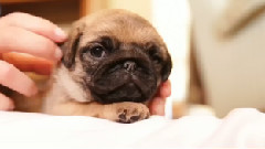 If You Know A Pug Puppy Do This To His Ears