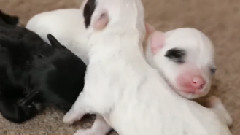 Teeny Tiny Havanese Puppies