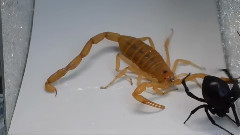 蝎美人大战黑寡妇