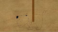 如何呵护汪星人