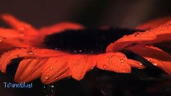 Las lagrimas de rocio