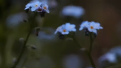 Romance From The Snow Storm