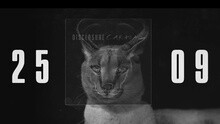 Disclosure - Caracal 预告版