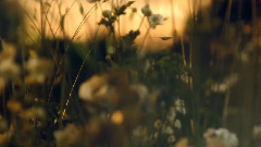 PerrierJouët - Champagne An Alluring Journey Into Enchant