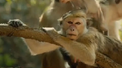 电影<狮子王国> 预告片1