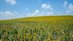 Guadalajara Vol. 1 - Hidden Landscapes