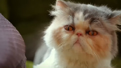 How To Name Your Lazy Cat