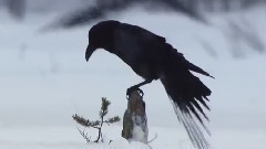 Бяла красота !!