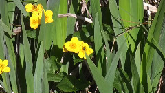Rose Pond Swans - 6th & 8th May