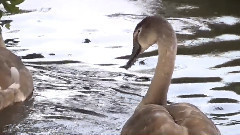 Rose Pond Swans - Early Sept