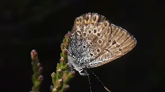 Silver - Studded Blue Butterfly