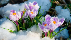 Gorgeous Winter Flowers