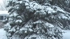 Tombe La Neige(落雪)