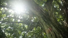 DC SHOES ROBBIE MADDISON'S PIPE DREAM