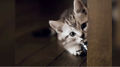 陈秋实 - 捡到一只秋实喵